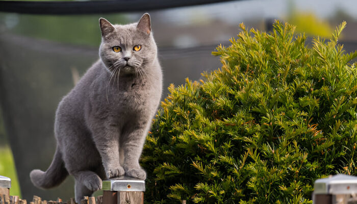 How to Care for Your British Shorthair Cat