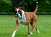 Boxer Dog Breed 2025 Ultimate Guide to Care,Training & Health