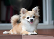 Ultimate Chihuahua Care Guide for Dog Lovers in (2025)