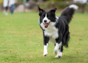 How to Care for Your Border Collie Dog Tips Health &Training