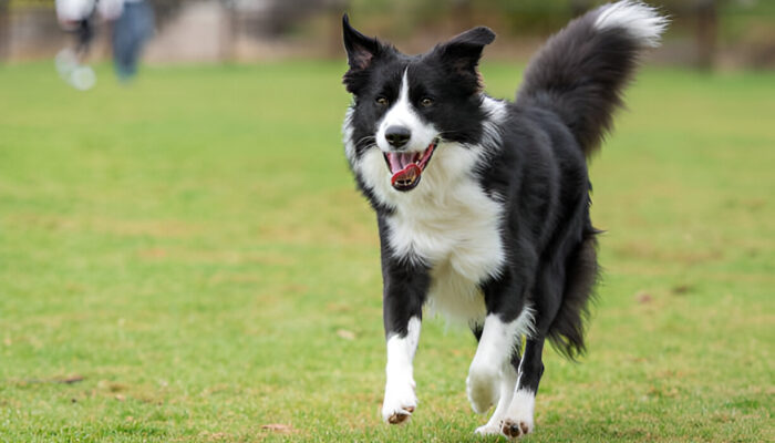 How to Care for Your Border Collie Dog Tips Health &Training
