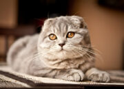 Scottish Fold Cat Breed  All You Need to Know