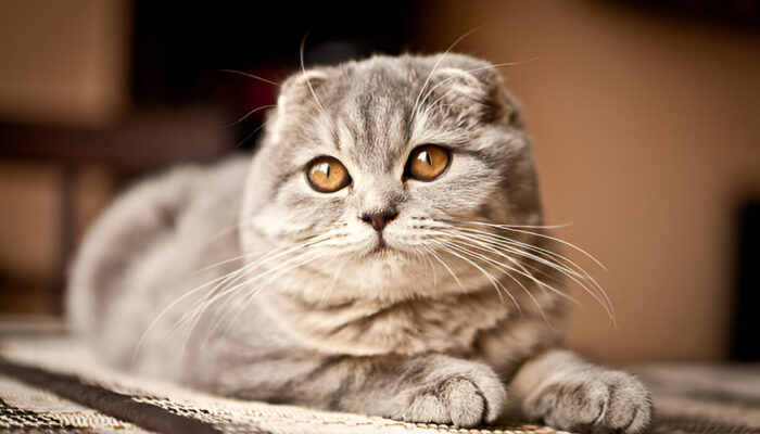 Scottish Fold Cat Breed  All You Need to Know