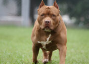 The Pit Bull Breed Truths, Myths & Everything You Need to Know