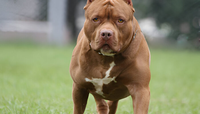 The Pit Bull Breed Truths, Myths & Everything You Need to Know
