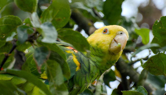 Your Amazon Parrot Companion: A Full Pet Guide