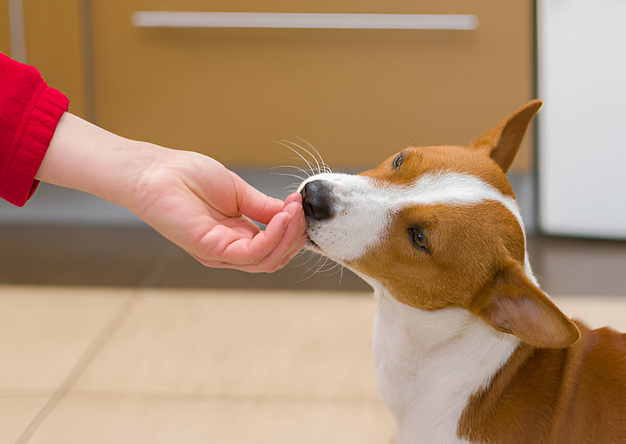 Basenji dog known for gentle, non-biting behavior