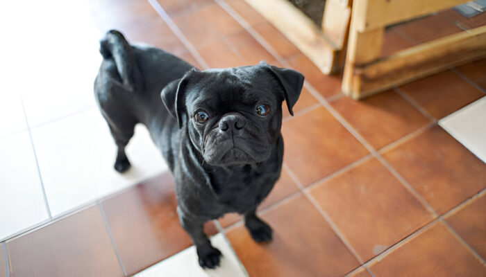 The Ultimate black pug Guide: FAQs And Breed Info