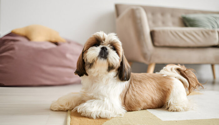Shih Tzu Dog Grooming, Training & Health– Full Owner’s Guide