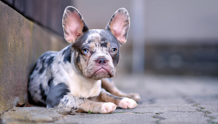 Merle French Bulldog Care Tips for New Owners