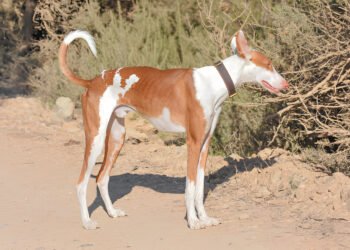 Azawakh dog standing alert in the desert.