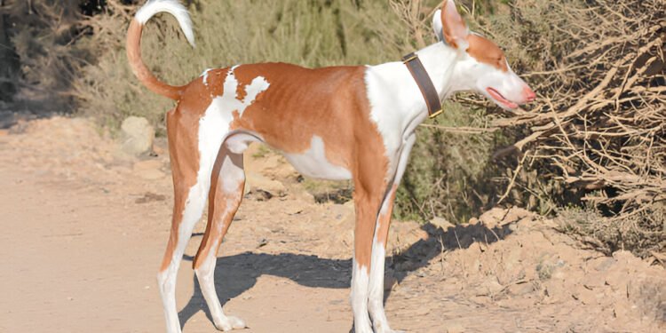 Azawakh dog standing alert in the desert.