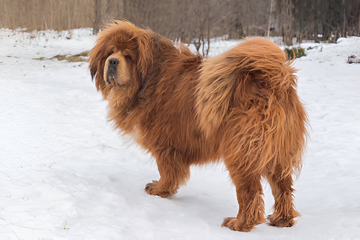 Red Tibetan Mastiff with thick coat in snow