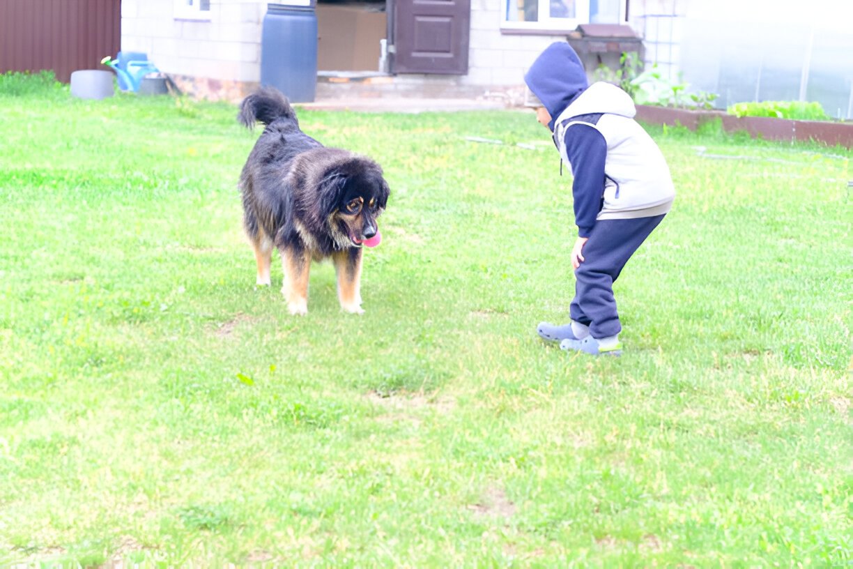Tibetan Mastiff puppy with kids in garden