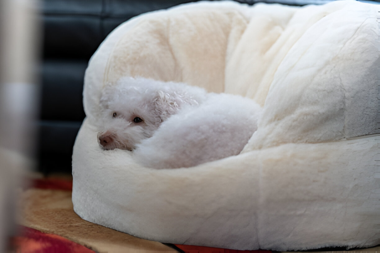 Sleeping Coton de Tulear curled up on a cushion
