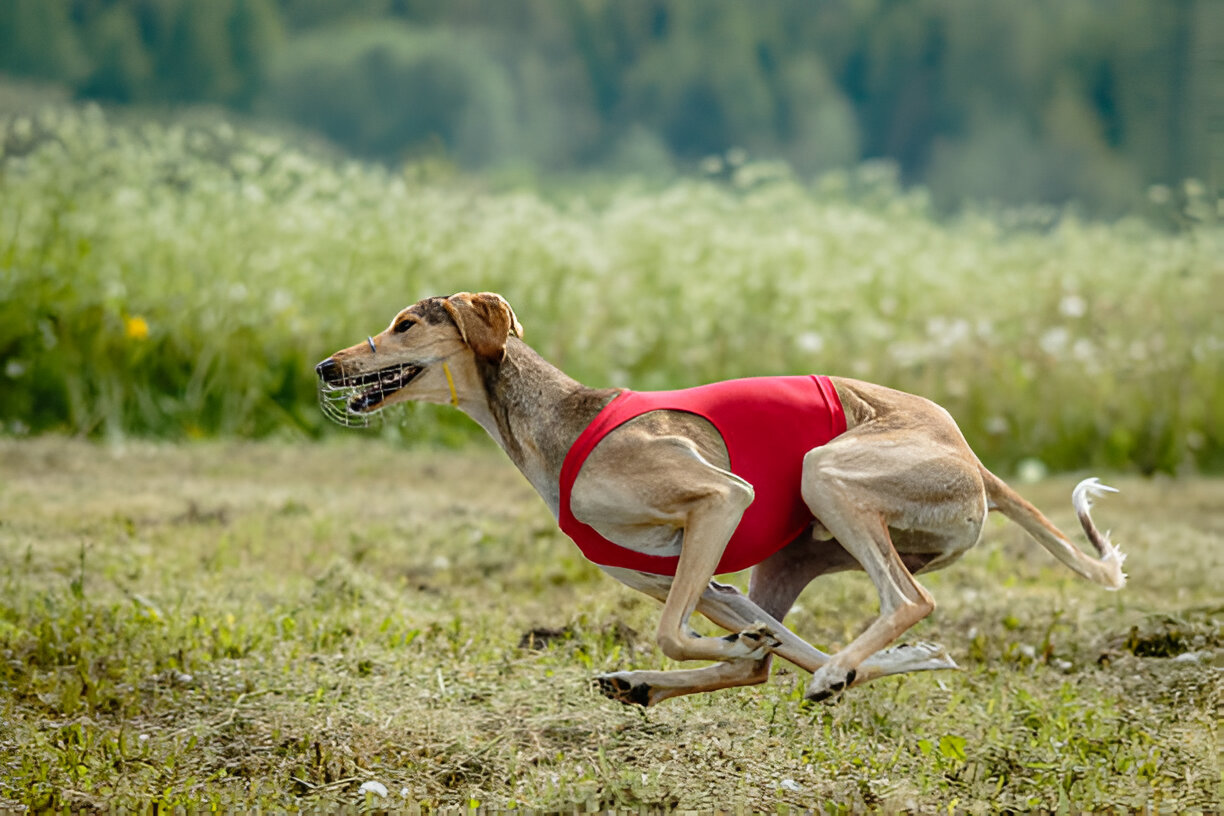 Azawakh dog exercising outdoors in an open field.