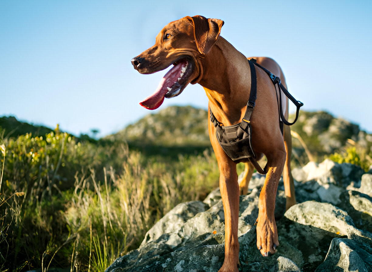  Basenji dog exhibiting unusual barkless behavior
