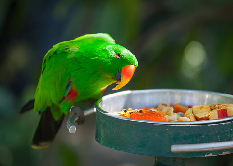 Healthy Eclectus Parrot enjoying a diet of fresh fruits and leafy greens