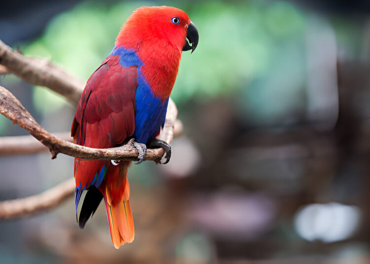 Eclectus Parrot perched calmly on a wooden branch, showcasing its vibrant plumage