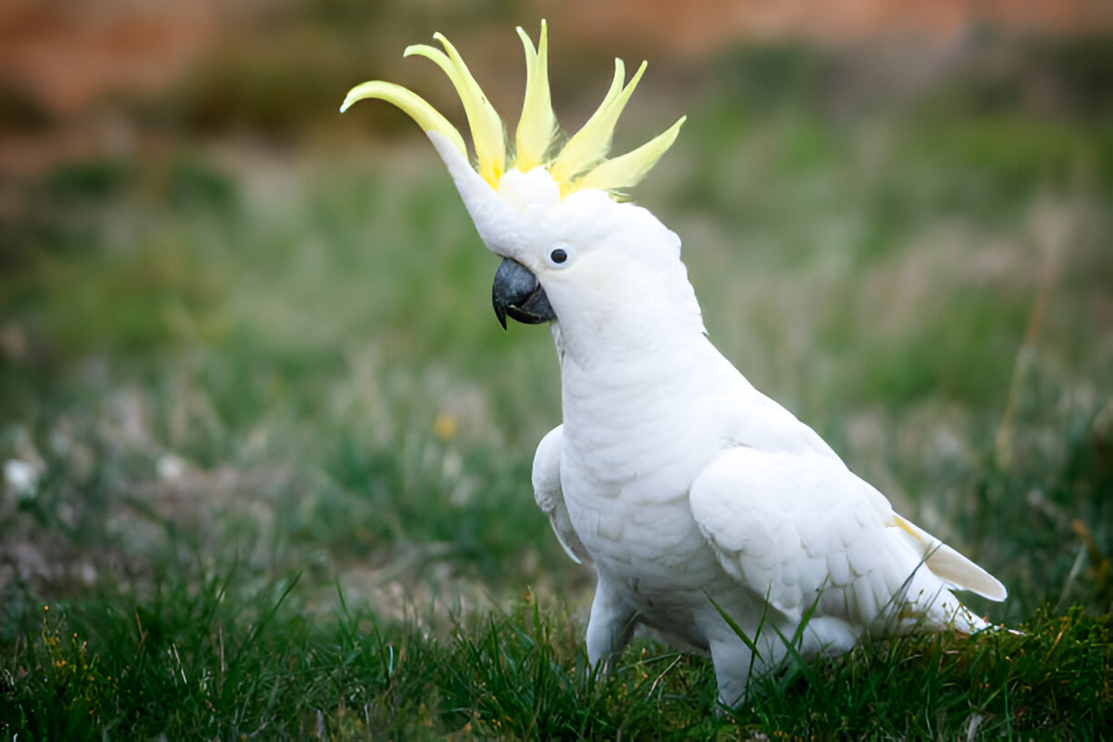 Sulphur-crested Cockatoo in the wild with protected species sign