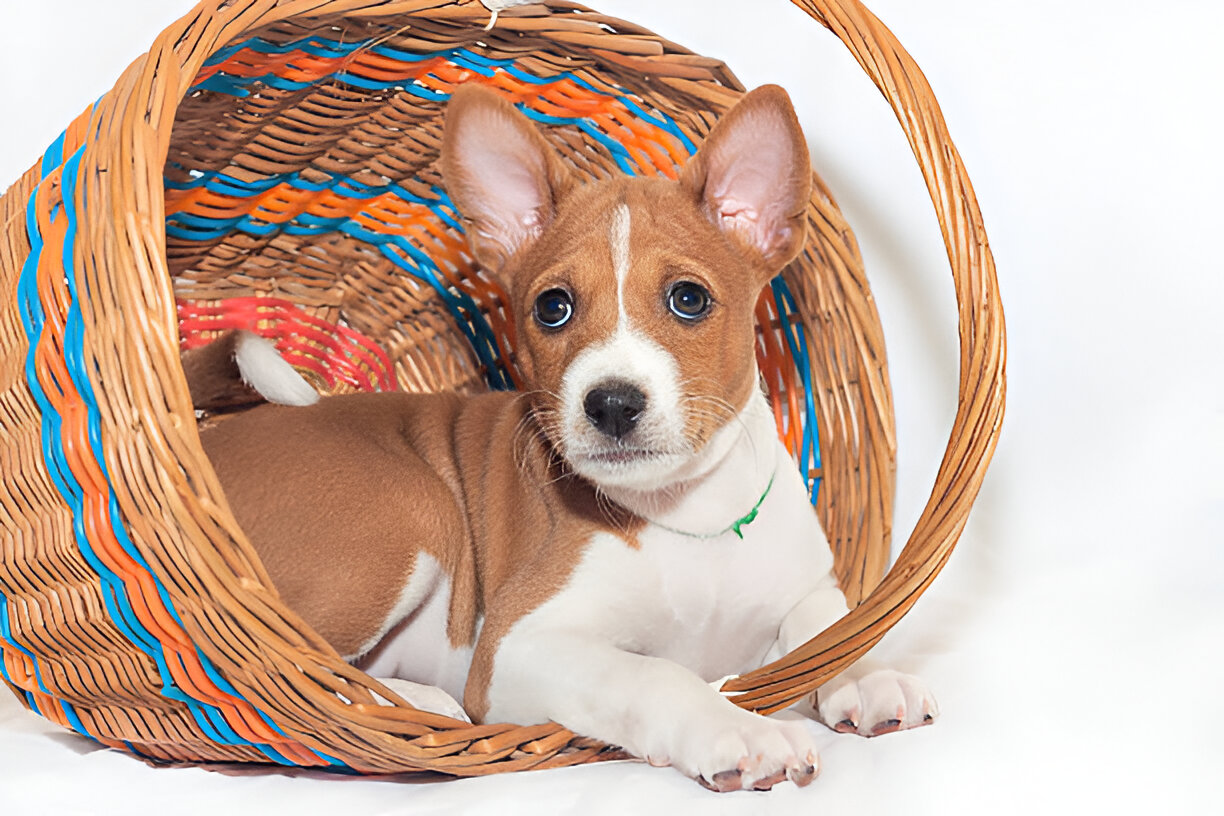 Basenji dog showing estimated purchase cost