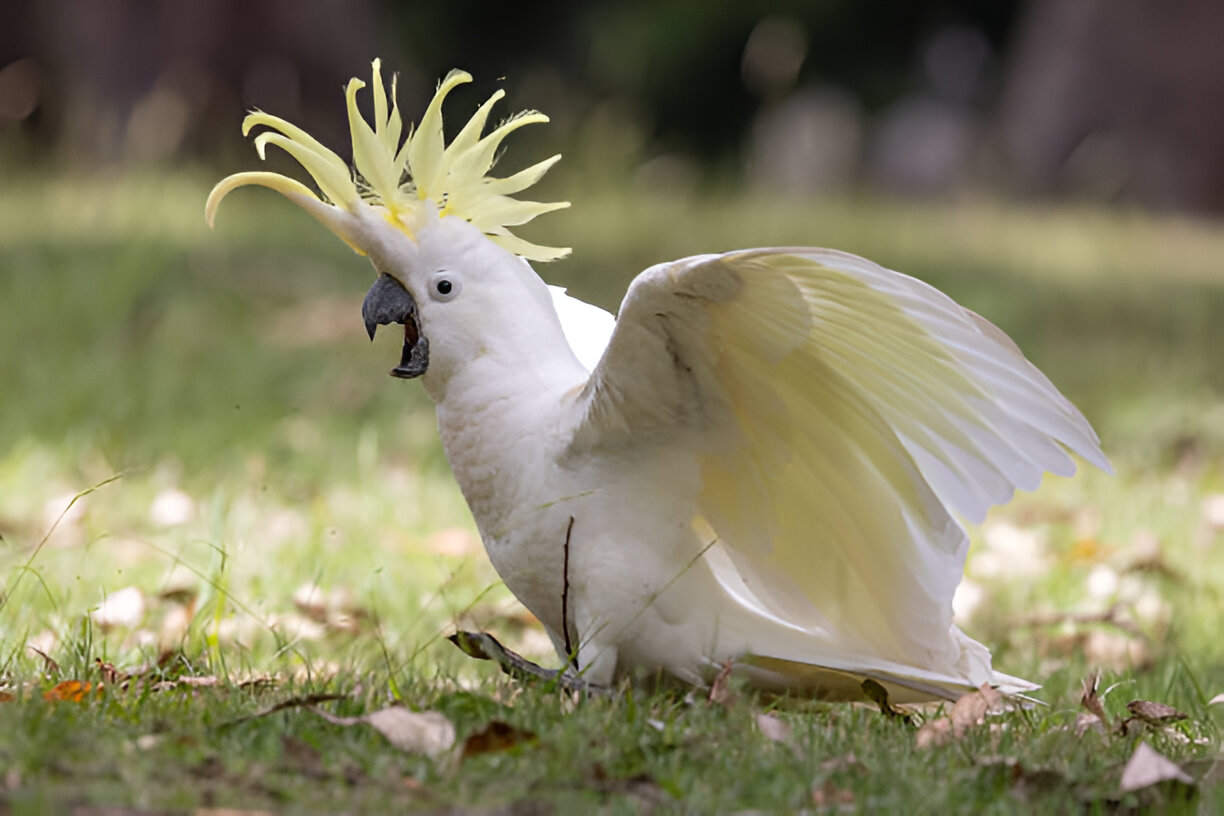 Sulphur-crested Cockatoo showing signs of anger with raised crest and open beak