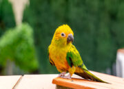 How to Care for a Conure: Expert Tips & Guide