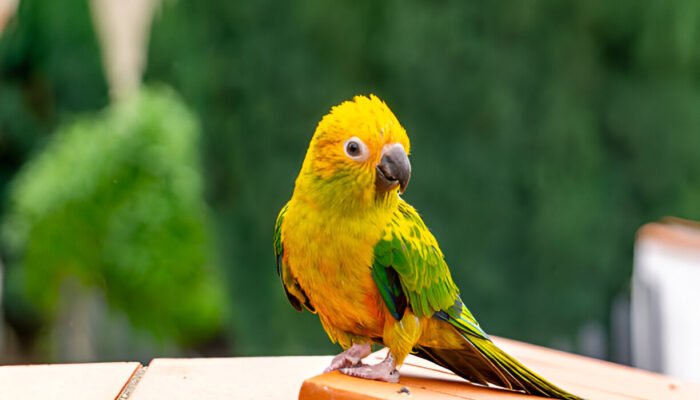 How to Care for a Conure: Expert Tips & Guide