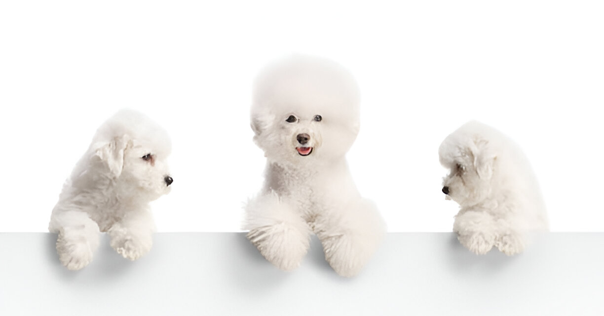 Coton de Tulear and similar dog breeds like Maltese and Bichon Frise