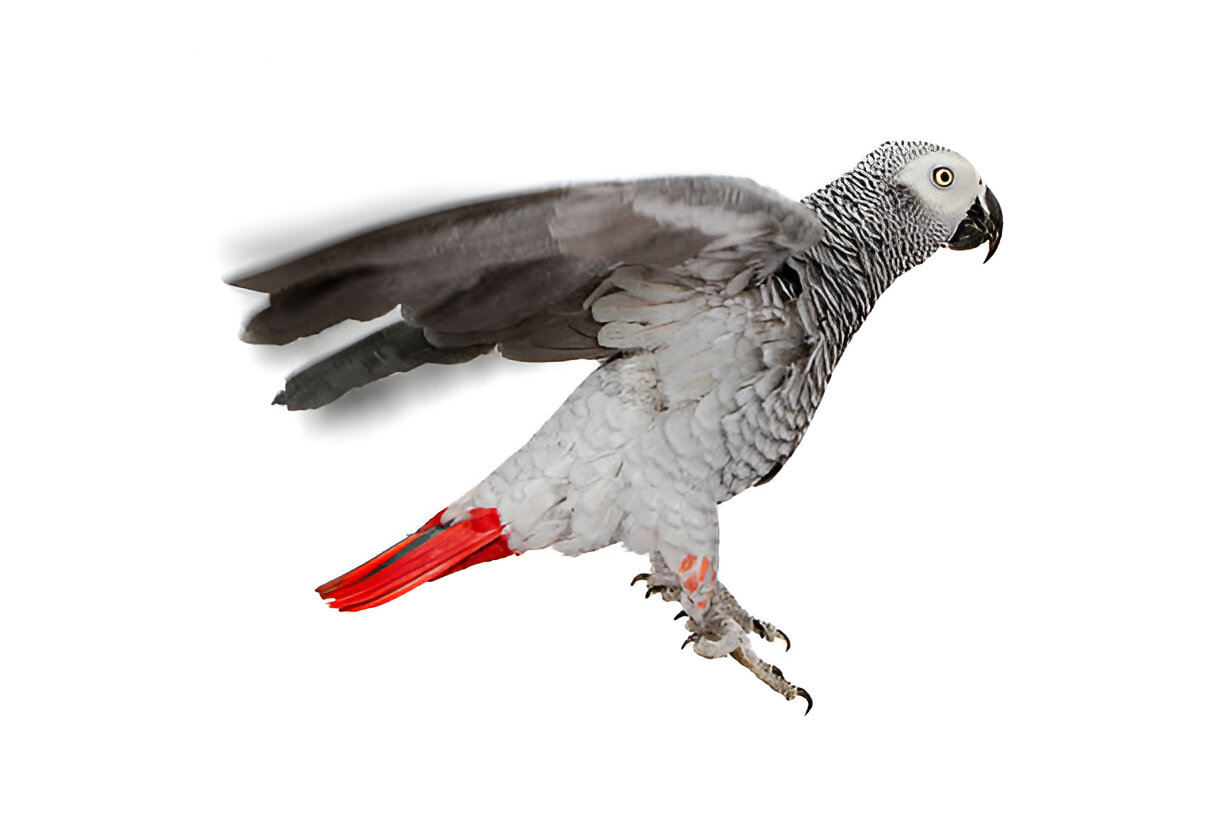 smartest bird on earth