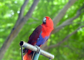 Peaceful and non-aggressive Eclectus Parrot calmly resting
