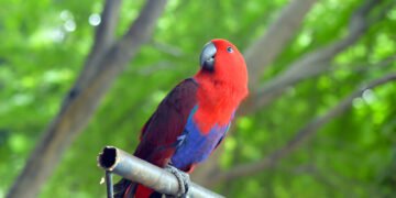 Peaceful and non-aggressive Eclectus Parrot calmly resting