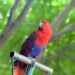Peaceful and non-aggressive Eclectus Parrot calmly resting