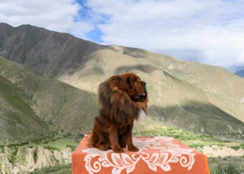 Majestic Tibetan Mastiff standing in the Himalayas
