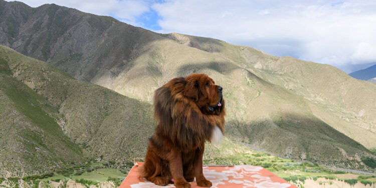 Majestic Tibetan Mastiff standing in the Himalayas