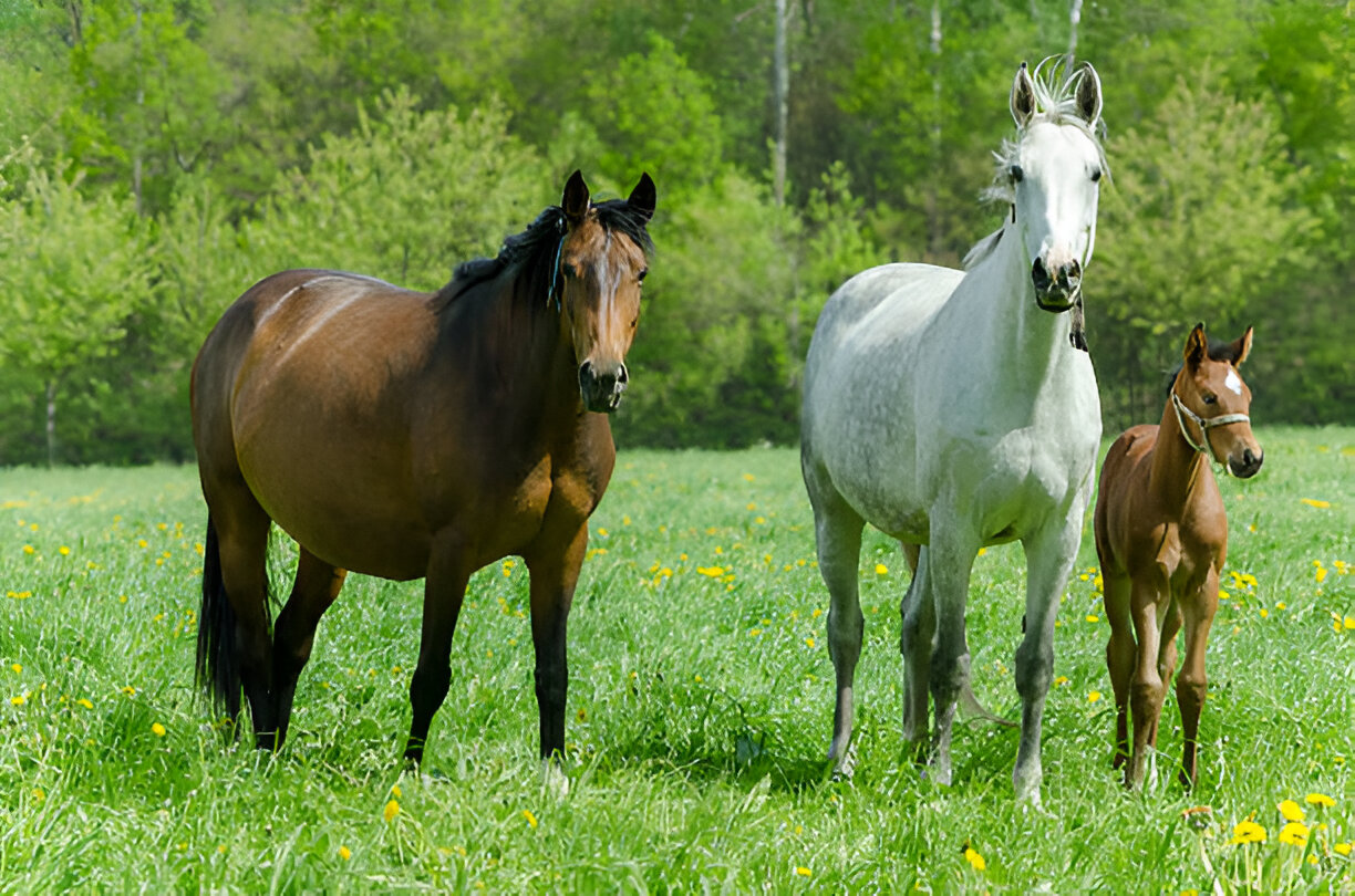 American Quarter Horse pregnant mare grazing