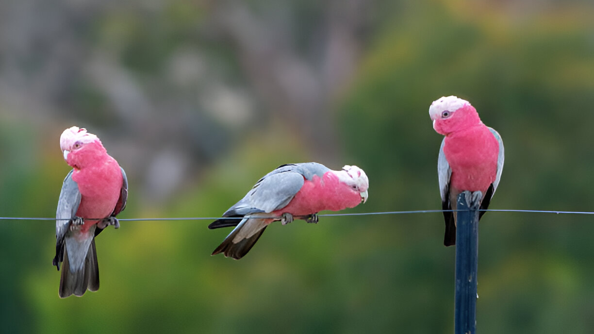 make Galah talk fast