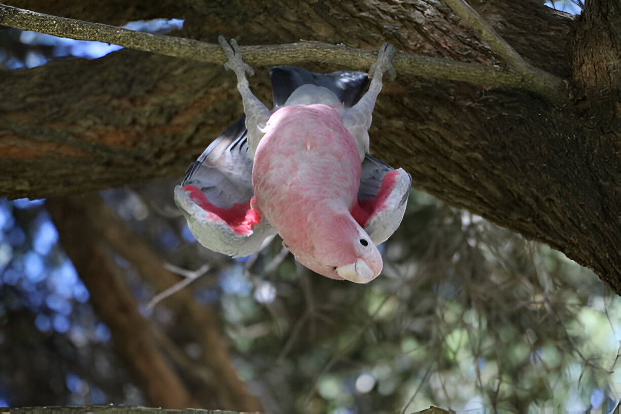 interesting Galah facts