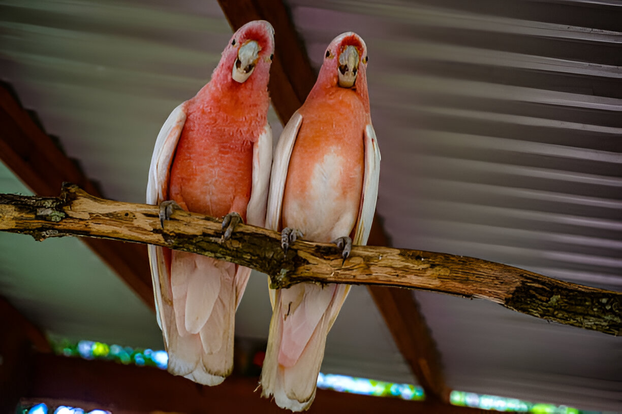 female Galah identification