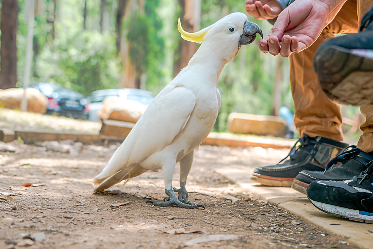 Daily care of a Sulphur-crested Cockatoo including feeding and mental stimulation
