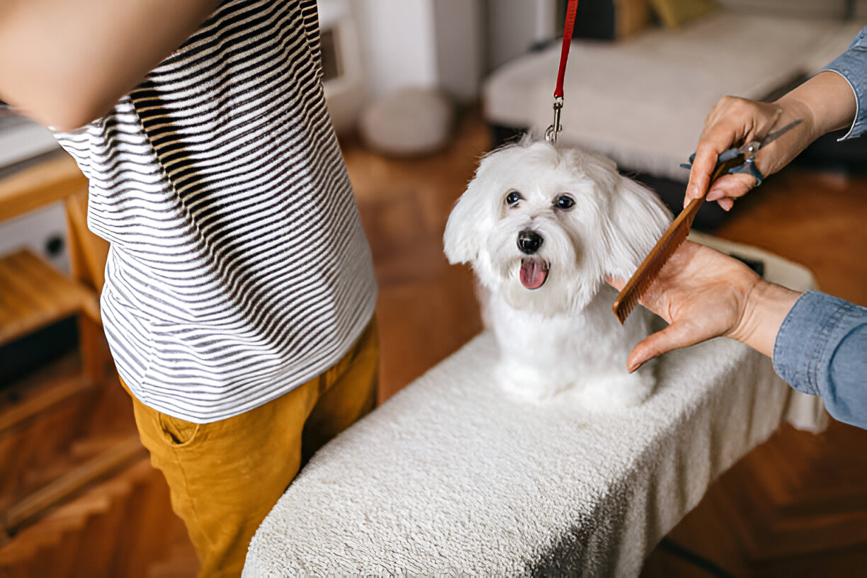 Friendly Coton de Tulear enjoying playtime with owner
