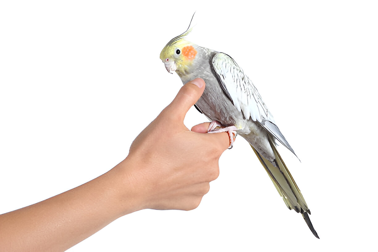 cockatiel showing stress from sudden movement