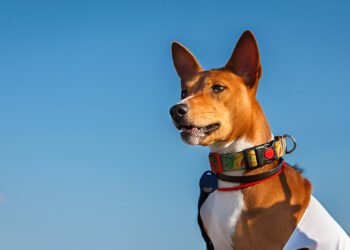 Basenji dog sitting gracefully on a lawn