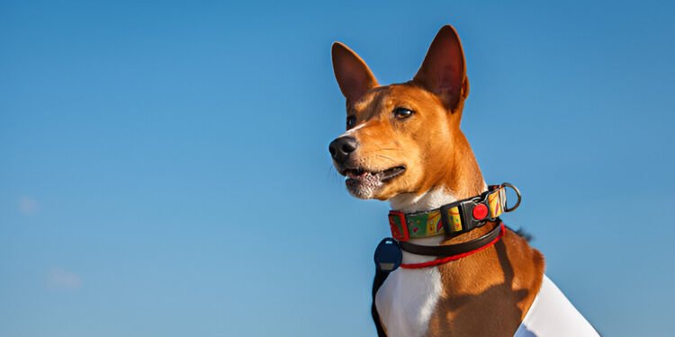 Basenji dog sitting gracefully on a lawn