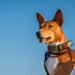 Basenji dog sitting gracefully on a lawn
