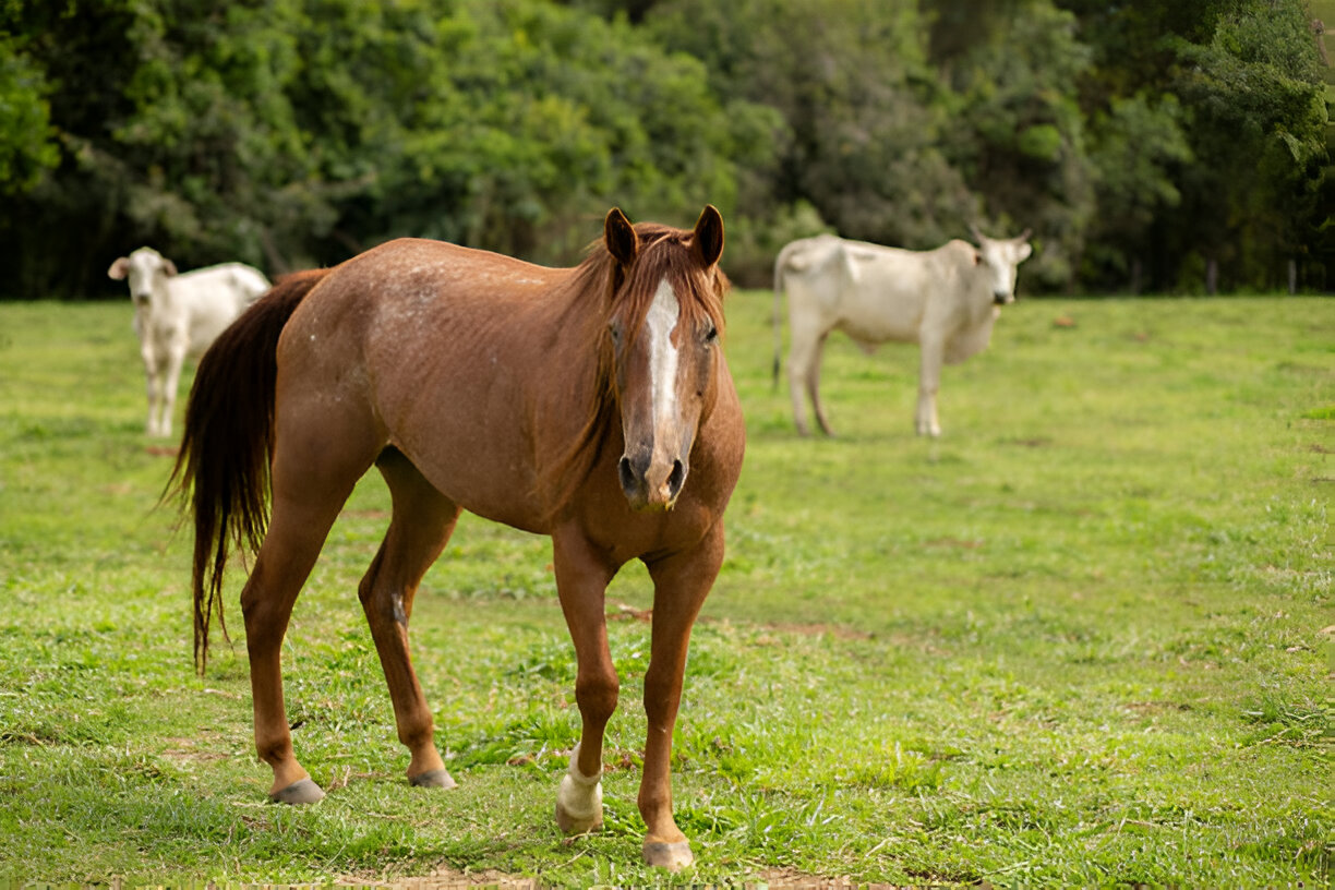 American Quarter Horse standing calmly