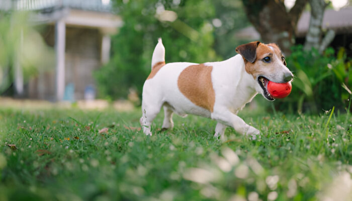 Jack Russell Terrier: Complete Dog Owner’s Guide