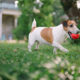 Jack Russell Terrier: Complete Dog Owner’s Guide