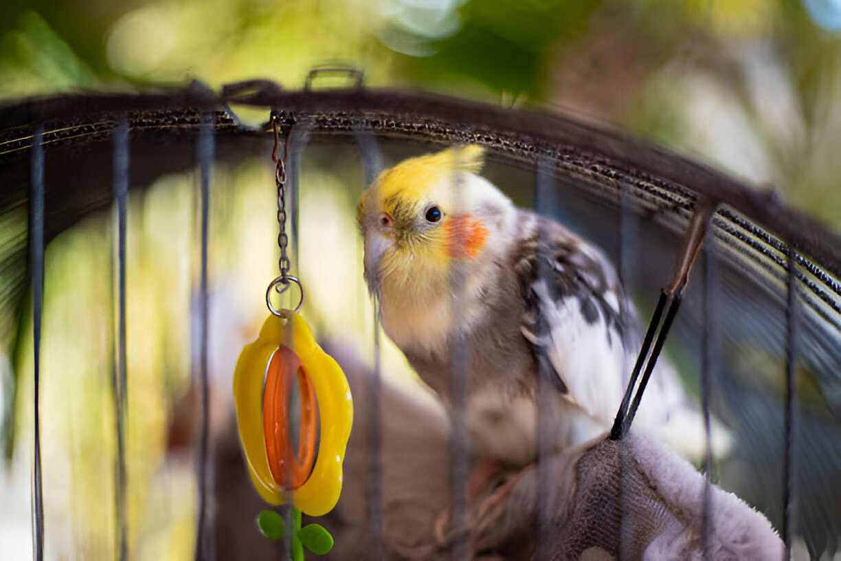  cockatiel interacting with colorful toys
