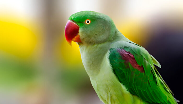Alexandrine Parakeet: All You Need to Know